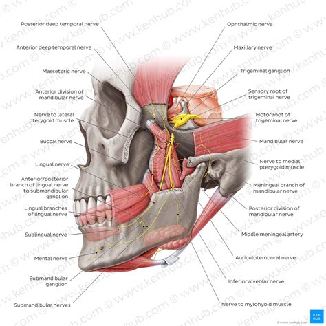 Human Anatomy Lessons Head Neck Anatomy Mandibular Nerve My Xxx Hot Girl