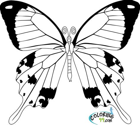 Butterflies Getdrawings Teamcolors Getcolorings Sketch Coloring Page
