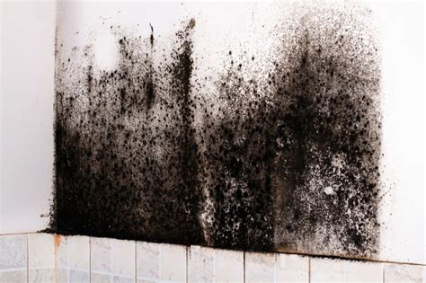 Symptoms Of Toxic Black Mold Mold Zero