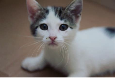The cost of a cat runs a range depending on cat breed, age and even your lifestyle, but the basics come in around a minimum of $405 for the first year. How Much does a Cat actually Cost? | LMents of Style ...