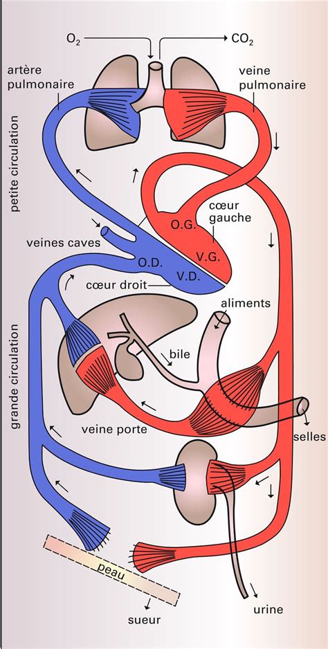 Circulatoires Syst Mes Appareil Circulatoire Humain La Fonction Circulatoire Encyclo