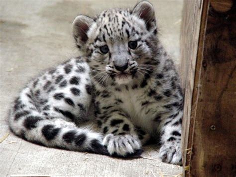 Baby Snow Leopard Born At John Ball Zoo