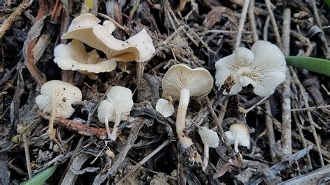 More From The San Diego Area Wild Mushrooming Field And Forest
