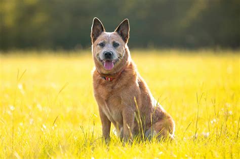 Red Heeler Dog Breed Info Pictures Facts Puppy Price And Faqs