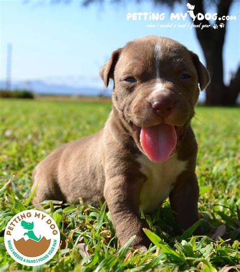 We researched for the best dog food for pitbulls for optimum nutrition and prevention of health issues stemming from a poor diet. Best Dog Food for Pitbull Puppies to Gain Weight and Muscle - November 1, 2020