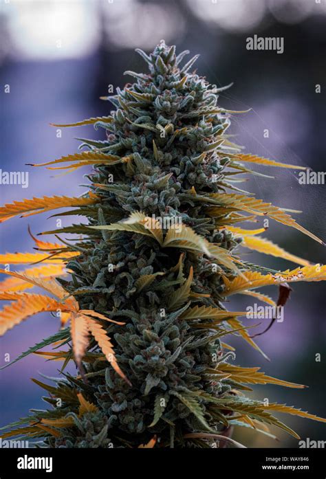 Cannabis Cultivation Hi Res Stock Photography And Images Alamy