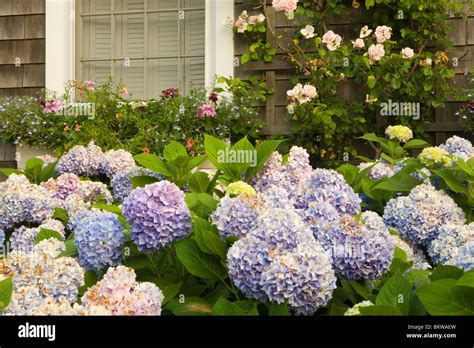 Hydrangea And Nantucket Garden Stock Photo Alamy