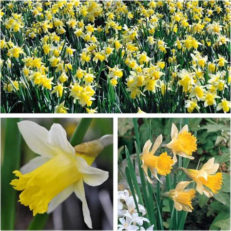Narcissus Pseudonarcissus Lobularis Naturalising Bulbs Size 56 Wild