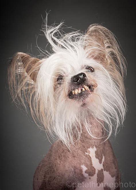 Photographer Takes Heartbreaking Portraits Of Really Old Dogs Demilked