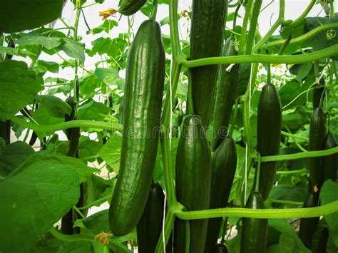 Long Green Cucumbers Are Hanging On The Stalks Stock Image Image Of