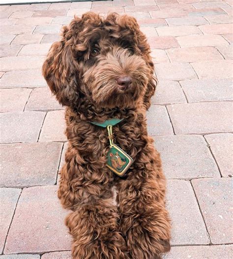 The Chocolate Labradoodle Your Complete Guide Bubbly Pet