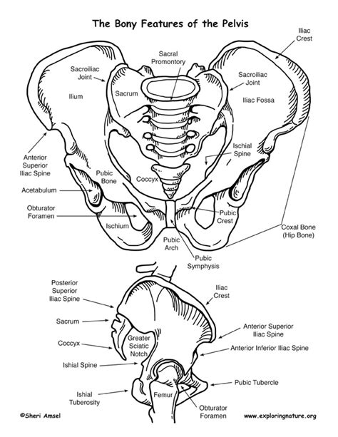 20 1 structure and function of blood vessels anatomy and physiology drag the labels onto the diagram produce movement maintain posture stabilize joints generate heat. An Introduction to Skeletal System - The Bones and What ...