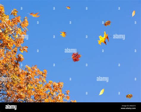Autumn Leaves Falling Stock Photo Alamy