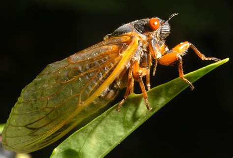 Cicada Brood To Make Return This Spring In Southern Maryland