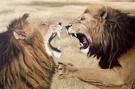 Lions Charging Fighting Lions 150x150 Wildlife Art Lions Life Art