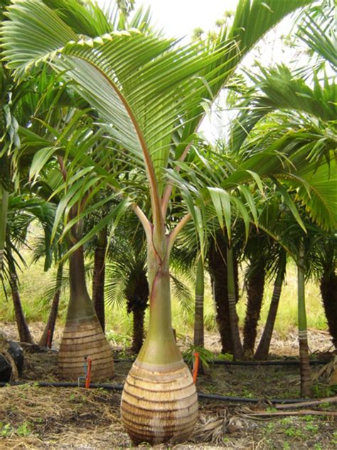 Bottle Palm Plants At Rs 150piece Palm Trees Id 12089271188