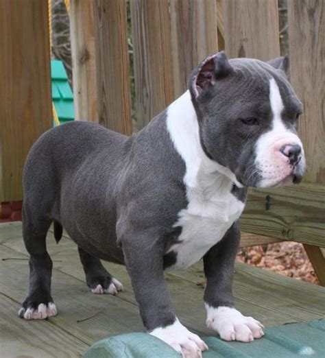 He is blue and white and is an. Blue-White-Puppy-Bully-Pitbull.jpg (500×551) | Mans best friends | Pinterest | White pitbull ...