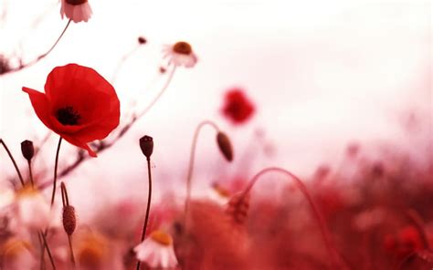 1920x1080px 1080p Free Download Red Poppies Red Flowers Nature Popies Hd