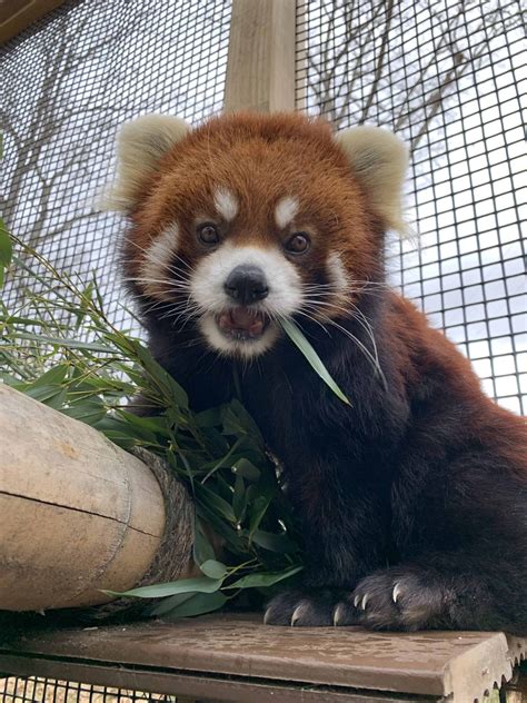 Red Panda Wnc Nature Center