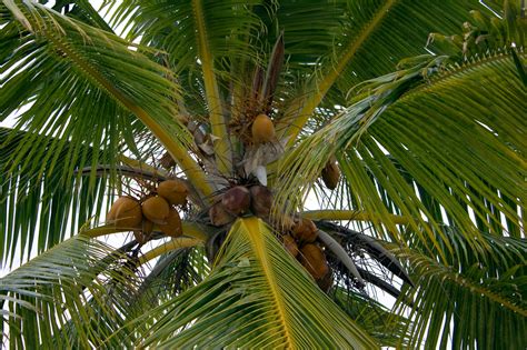 Coconut Palm Free Stock Photo Public Domain Pictures