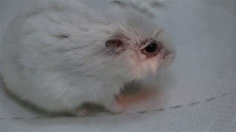 A Young Dwarf Hamster Has Watery Eyes Traumatic Injury Youtube