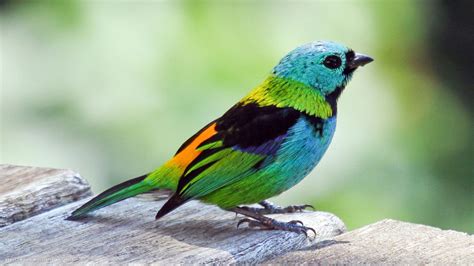 Colorful Birds Wallpapers Wallpaper Cave
