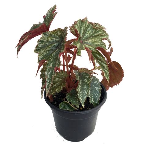 Pegasus Begonia Live Plant Indoors Or Out 45 Pot