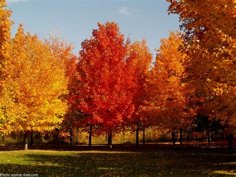 Interesting Facts About Maple Trees Just Fun Facts