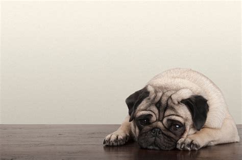 Little Pitiful Sad Pug Puppy Dog Lying Down On Wooden