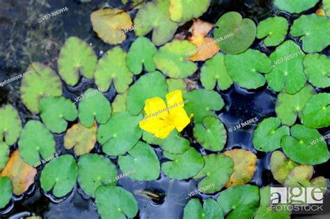 Fringed Water Lily Or Floating Heart Nymphoides Peltata Is An Aquatic