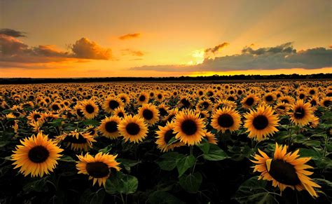 Sunrise Sunflowers Hd Wallpaper Good Evening Wallpaper