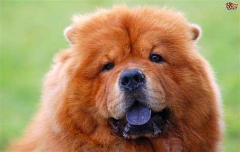 The Truth About The Bluish Black Tongue Of The Chow Chow Pets4homes