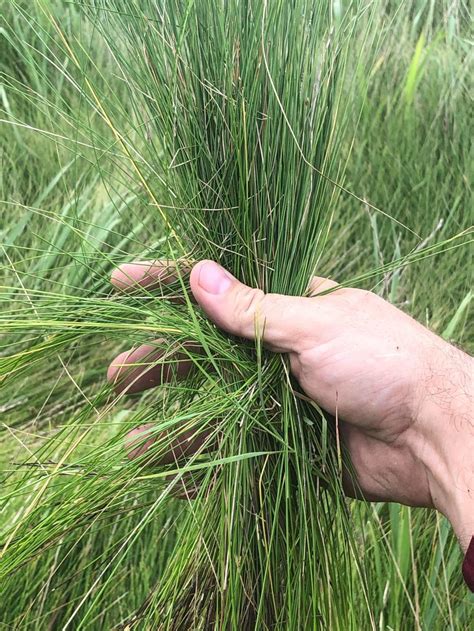 Zach Davis Wiregrass Causes Problems In Hay Fields Agrilife