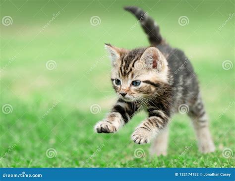 Tabby Kitten Jumping On Grass Stock Photo Image Of Tail Cute 132174152