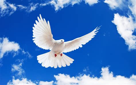 White Dove Wallpapers Hd Wallpapers Id 8935