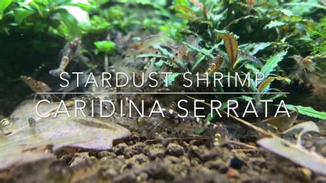 Stardust Shrimp Caridina Serrata YouTube