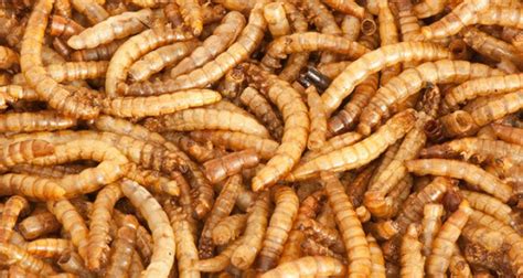 Meelwormen Als Vleesvervanger Goed Voor Milieu Wur