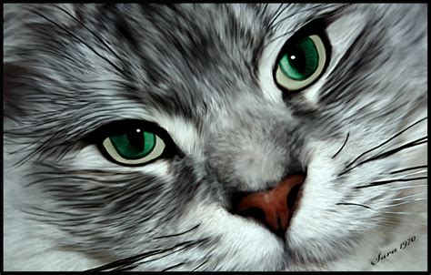 Cute Cat Hd Desktop Wallpaper Best Hd Desktop Wallpapers