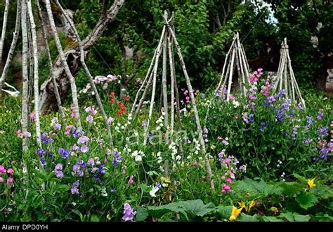 Stock Photo Lathyrus Sweet Peas Pea Grow Growing Up Wigwam Plant