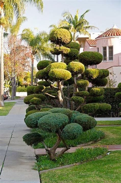 45 Gorgeous Tropiary Trees Ideas For Outdoor And Indoor Garden