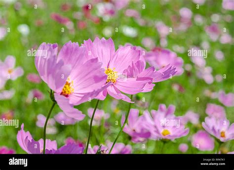 Nature Background Of Beautiful Pink Cosmos Flower Field Stock Photo Alamy