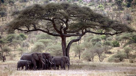 Imagini De Fundal Peisaj Animale Sălbatice Savană Copac Safari