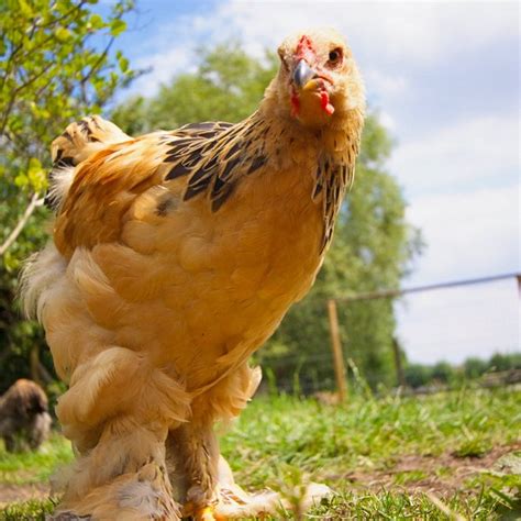 This information is from a variety of sources and we cannot guarantee accuracy. Common Chicken Breeds | LafeberVet