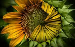 Sunflower Windows 10 Theme Themepackme
