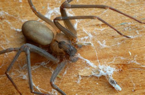 How To Avoid This Common Misdiagnosis What A Brown Recluse Bite Looks
