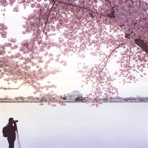 Cherry Blossoms Sunrise Photographer Cherry Blossom Japan Cherry