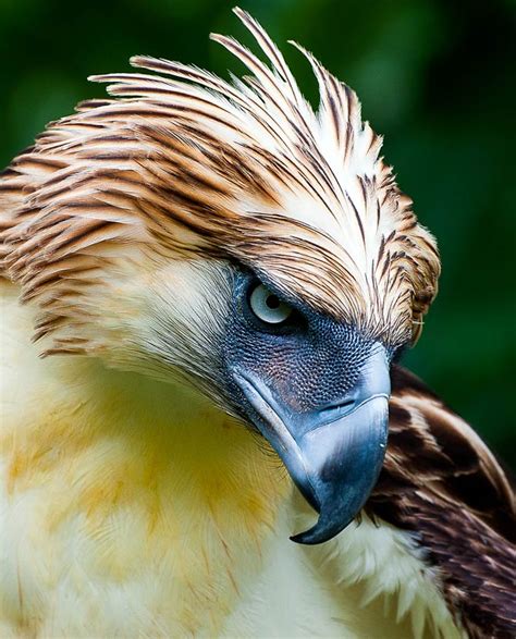 The Largest And Most Powerful Birds Of Prey Top 10