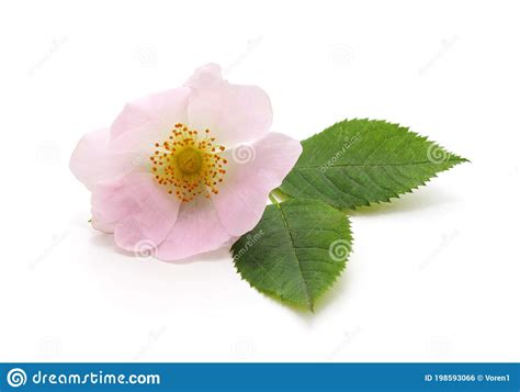 Wild Rose Flower Stock Photo Image Of Meadow Pink 198593066