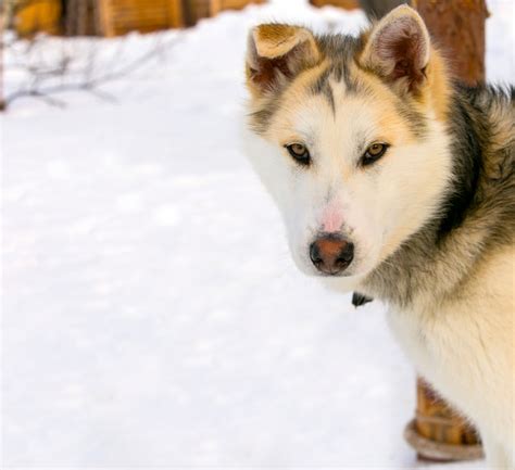 Sled Dog Puppy Siberian Husky Closeup Premium Photo