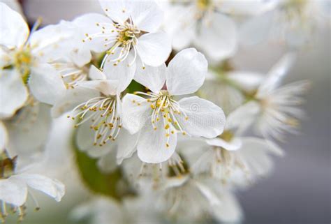 Branches Of Blossoming Cherry Tree Stock Image Image Of Flower Fresh